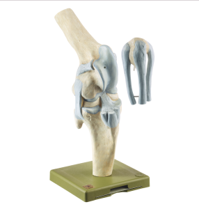 Knee Joint of the Horse
