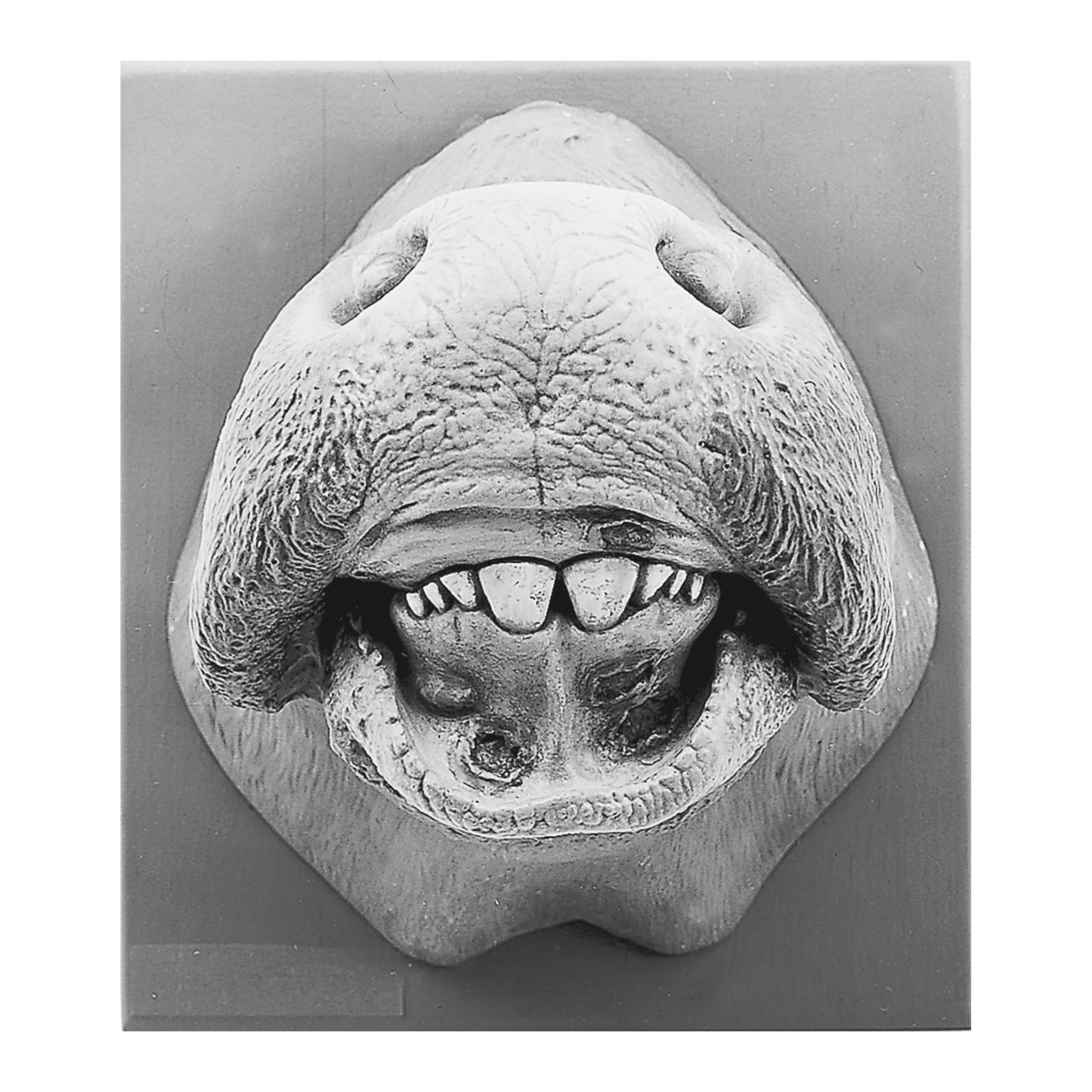 Cow's Mouth With Mouth Disease