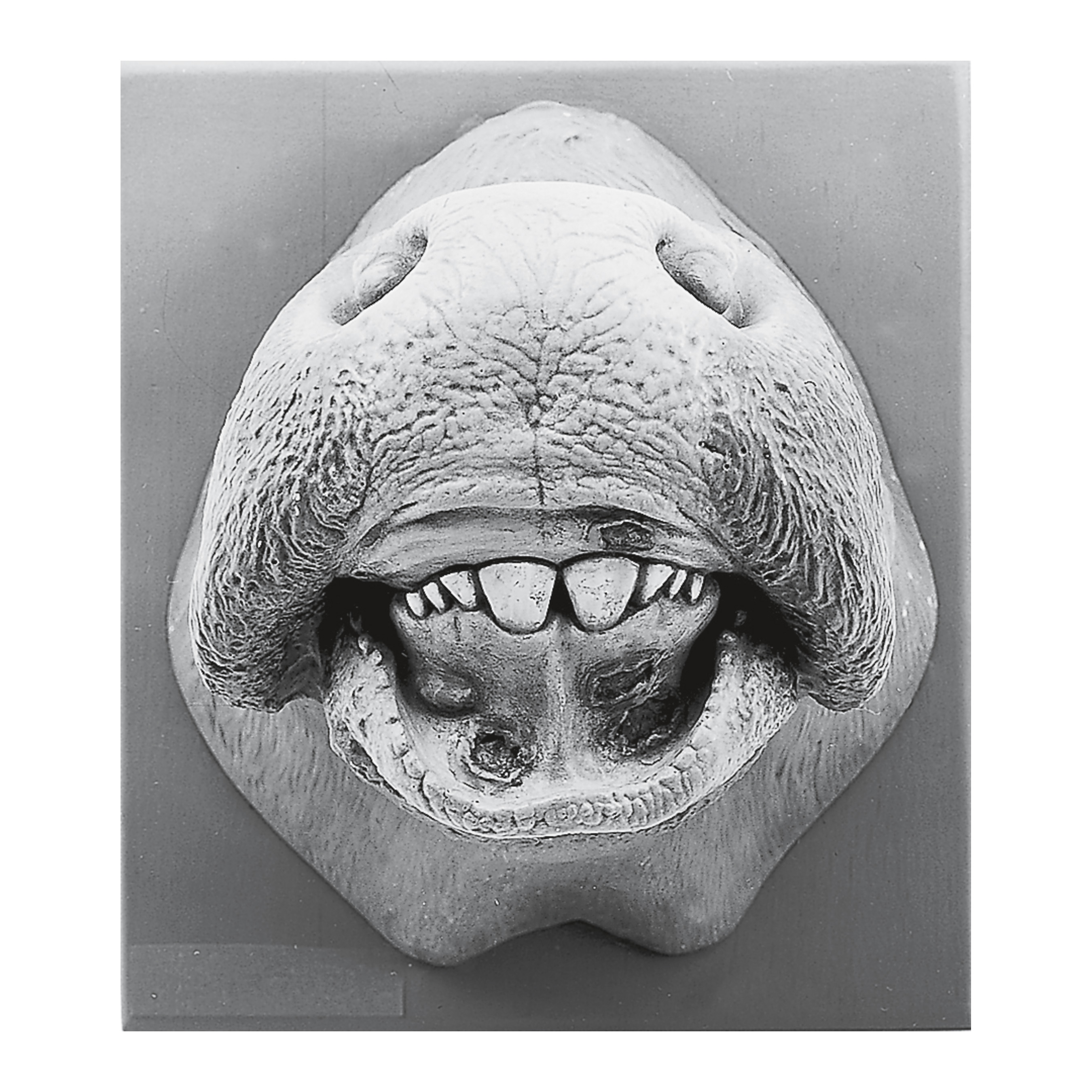 Cow’s Mouth With Mouth Disease