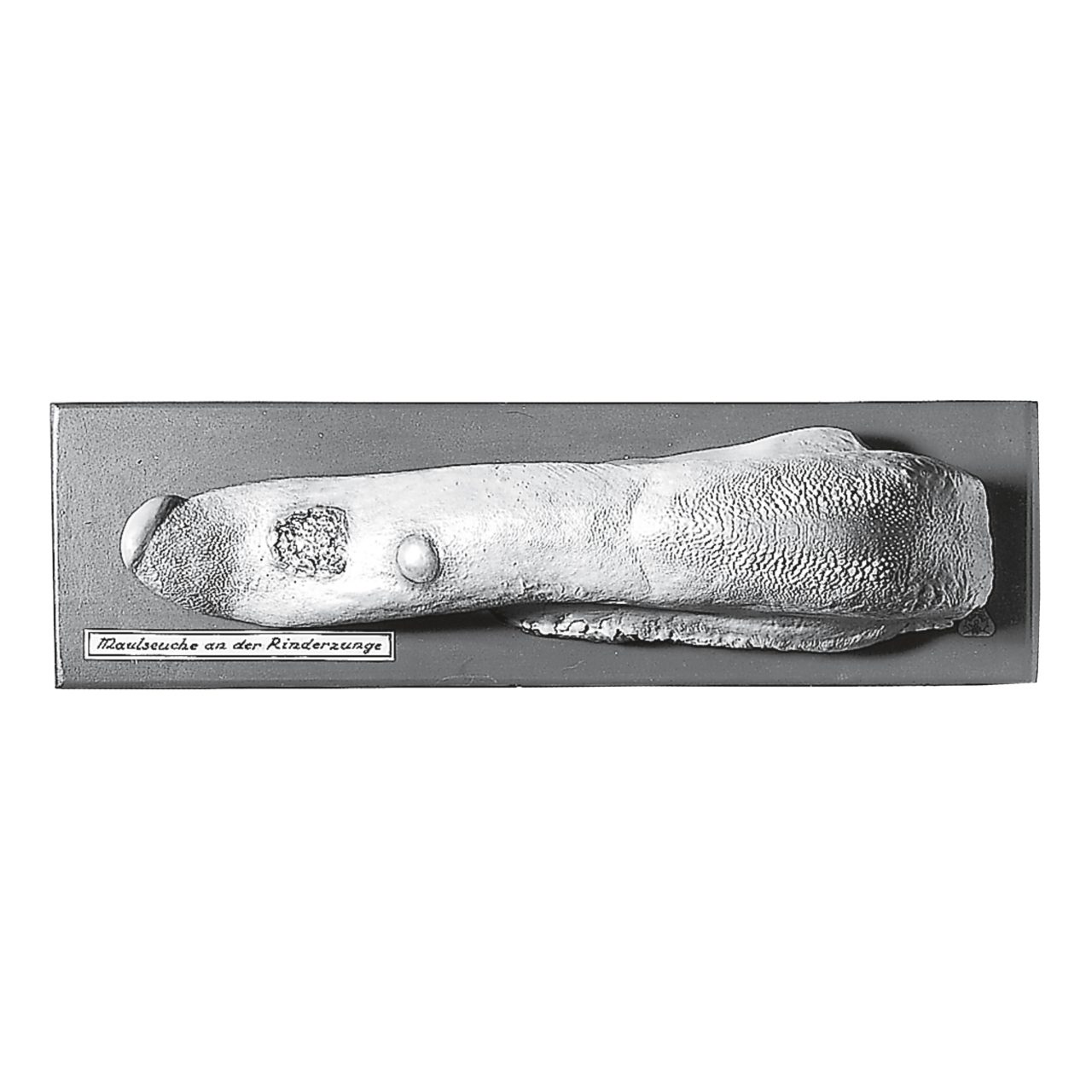 Cow's Tongue With Mouth Disease