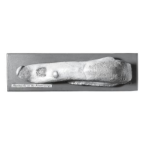 Cow's Tongue With Mouth Disease
