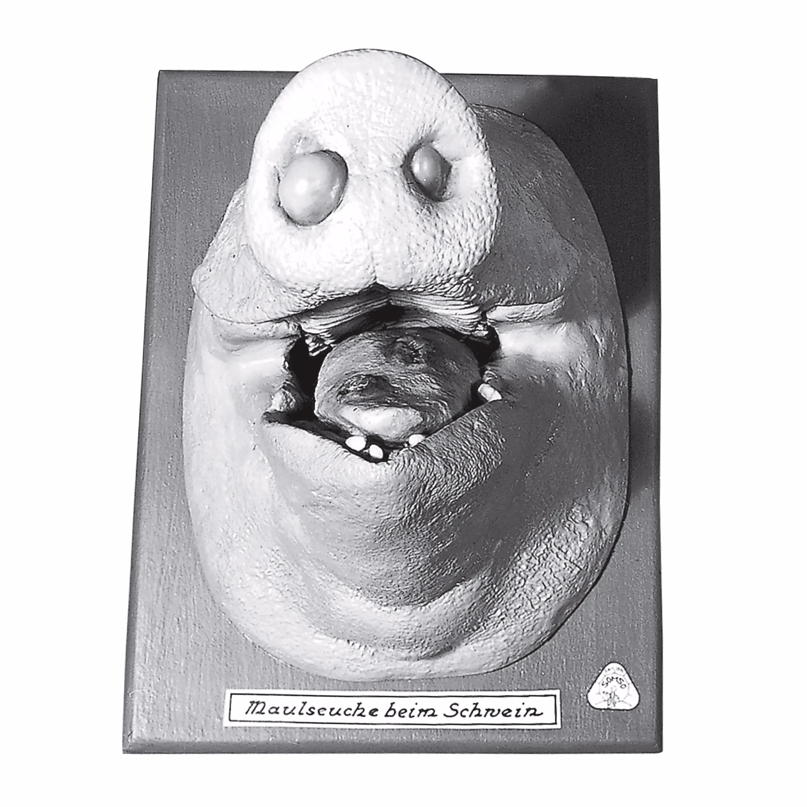 Pig’s Snout With Mouth Disease