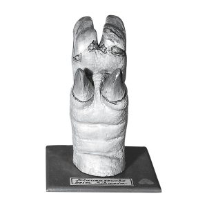 Pig's Hoof With Foot Disease