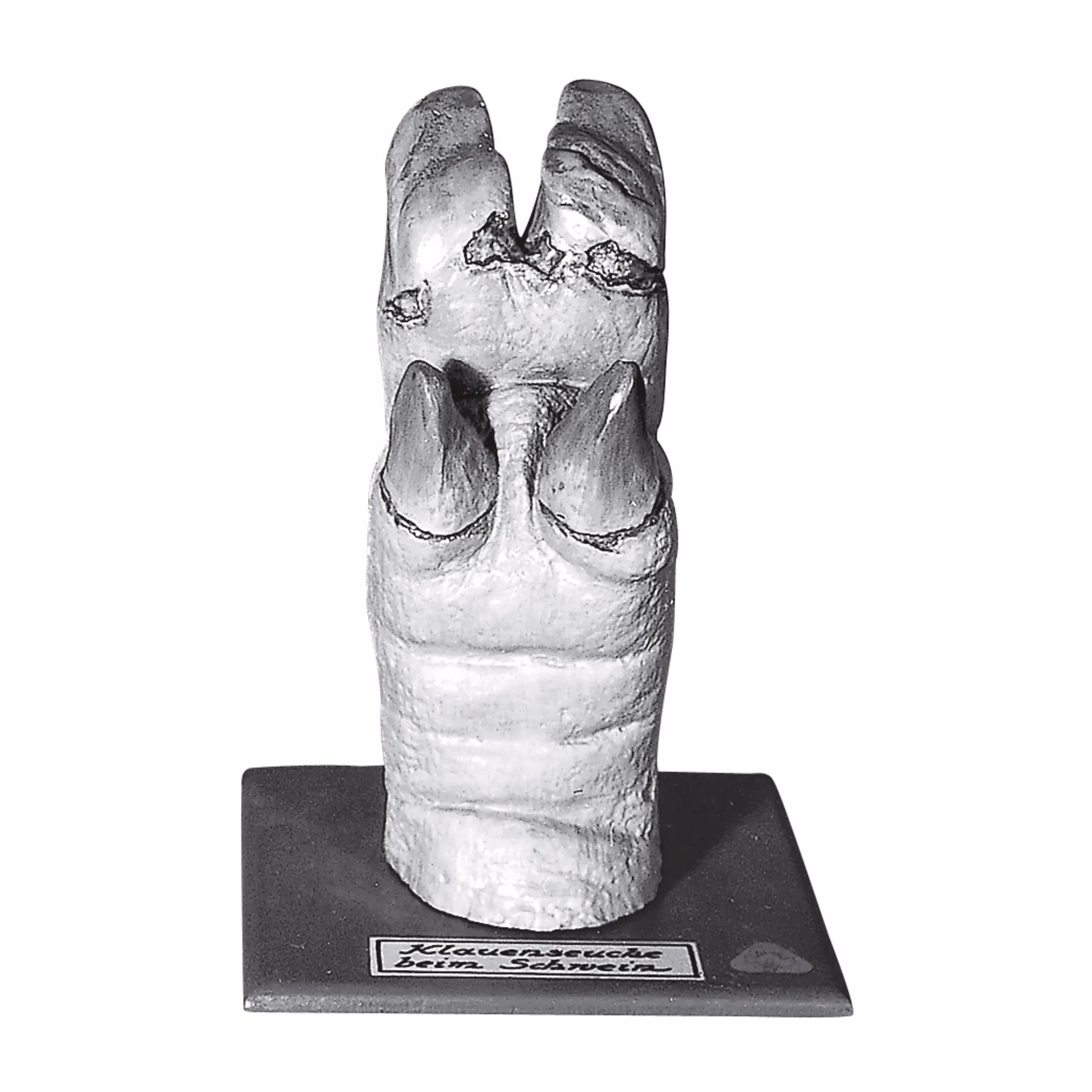 Pig’s Hoof With Foot Disease