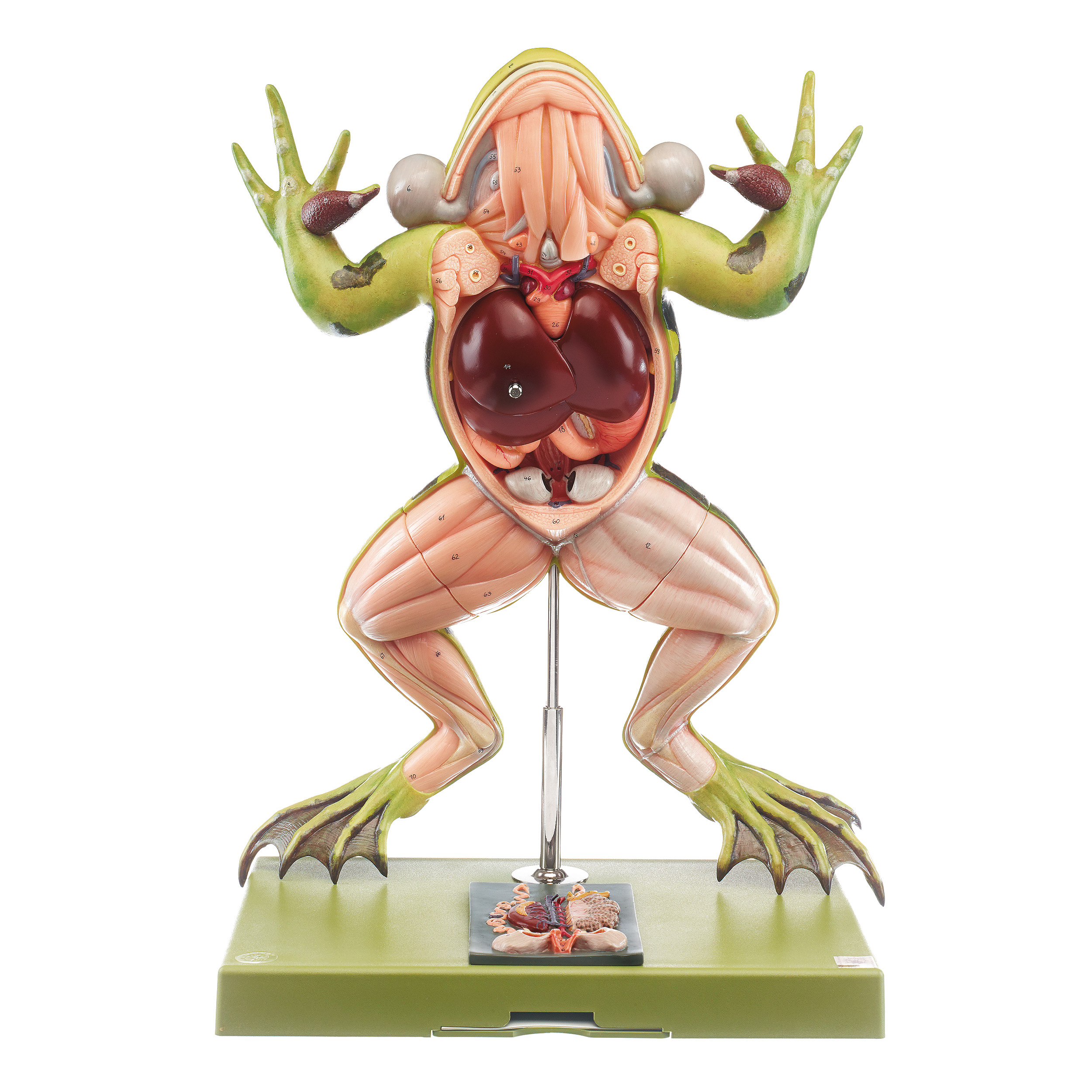 Edible Frog