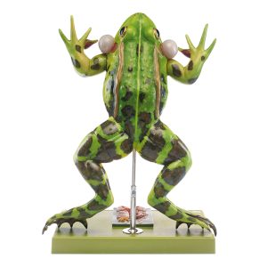 Edible Frog