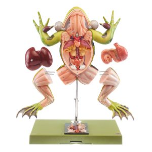 Edible Frog