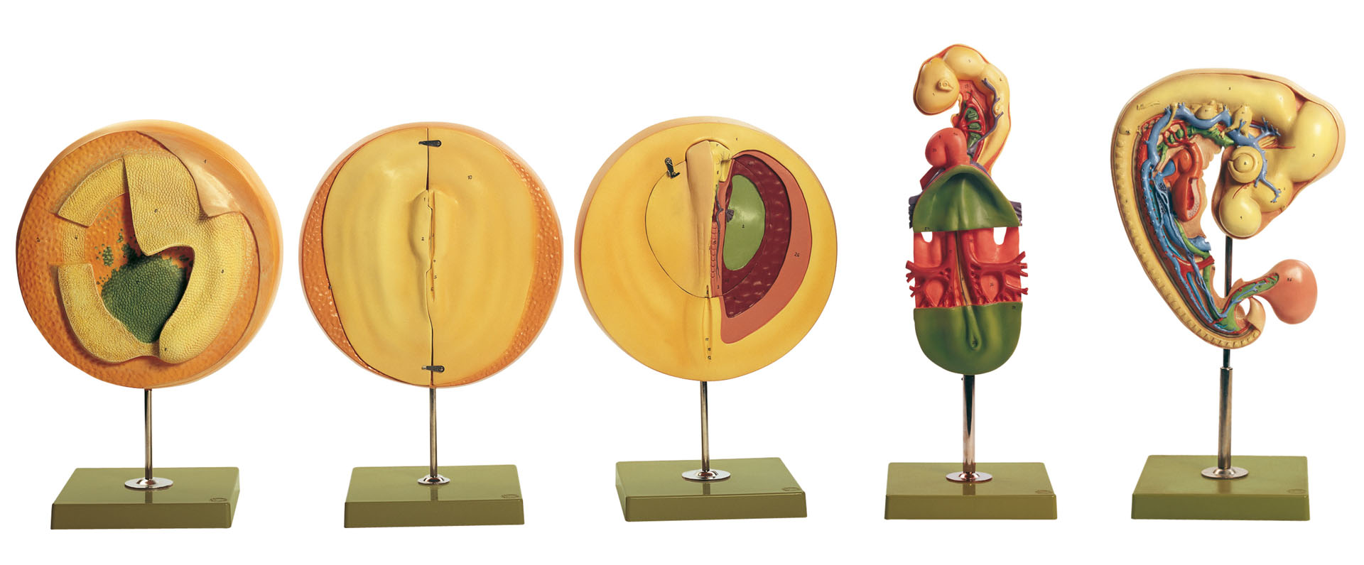 Series of Models Showing the Embryonic Development of the Domestic Hen