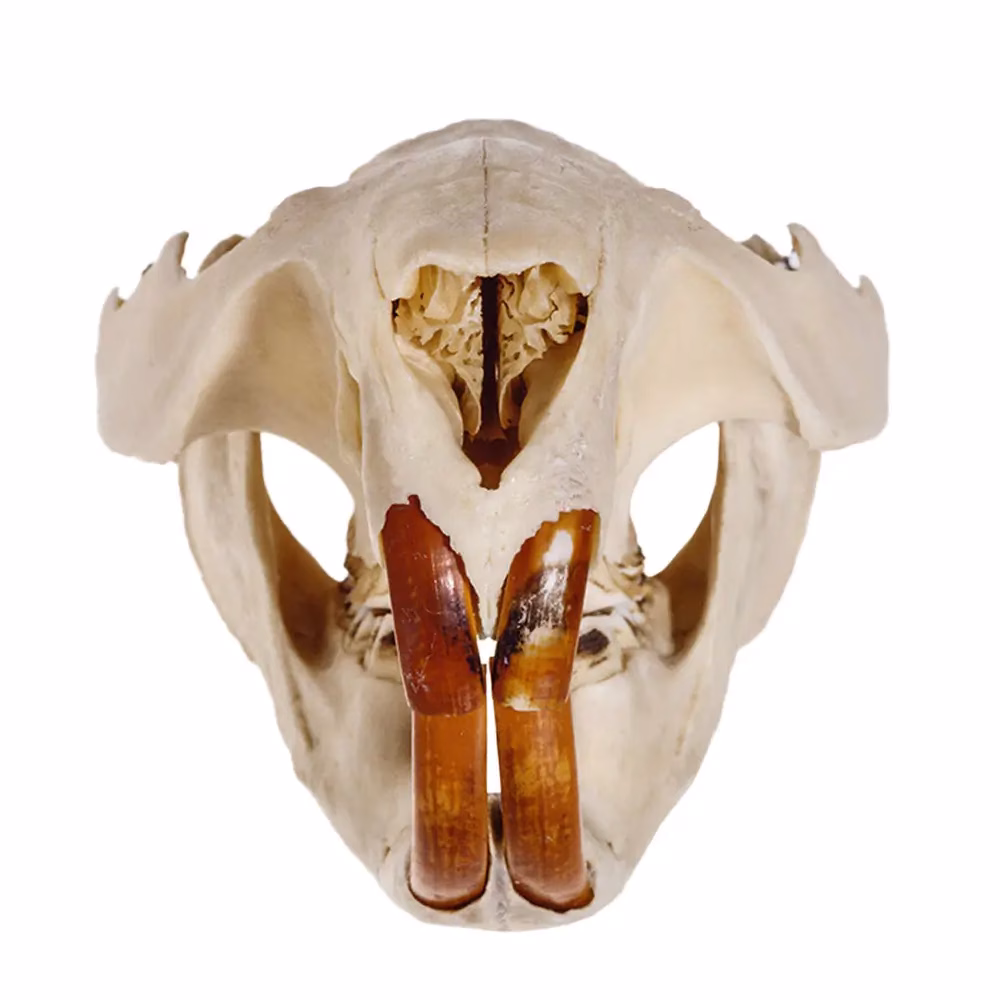Beaver Skull