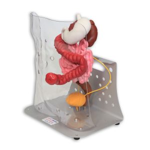 Otto Ostomy™ Standard Stoma Model