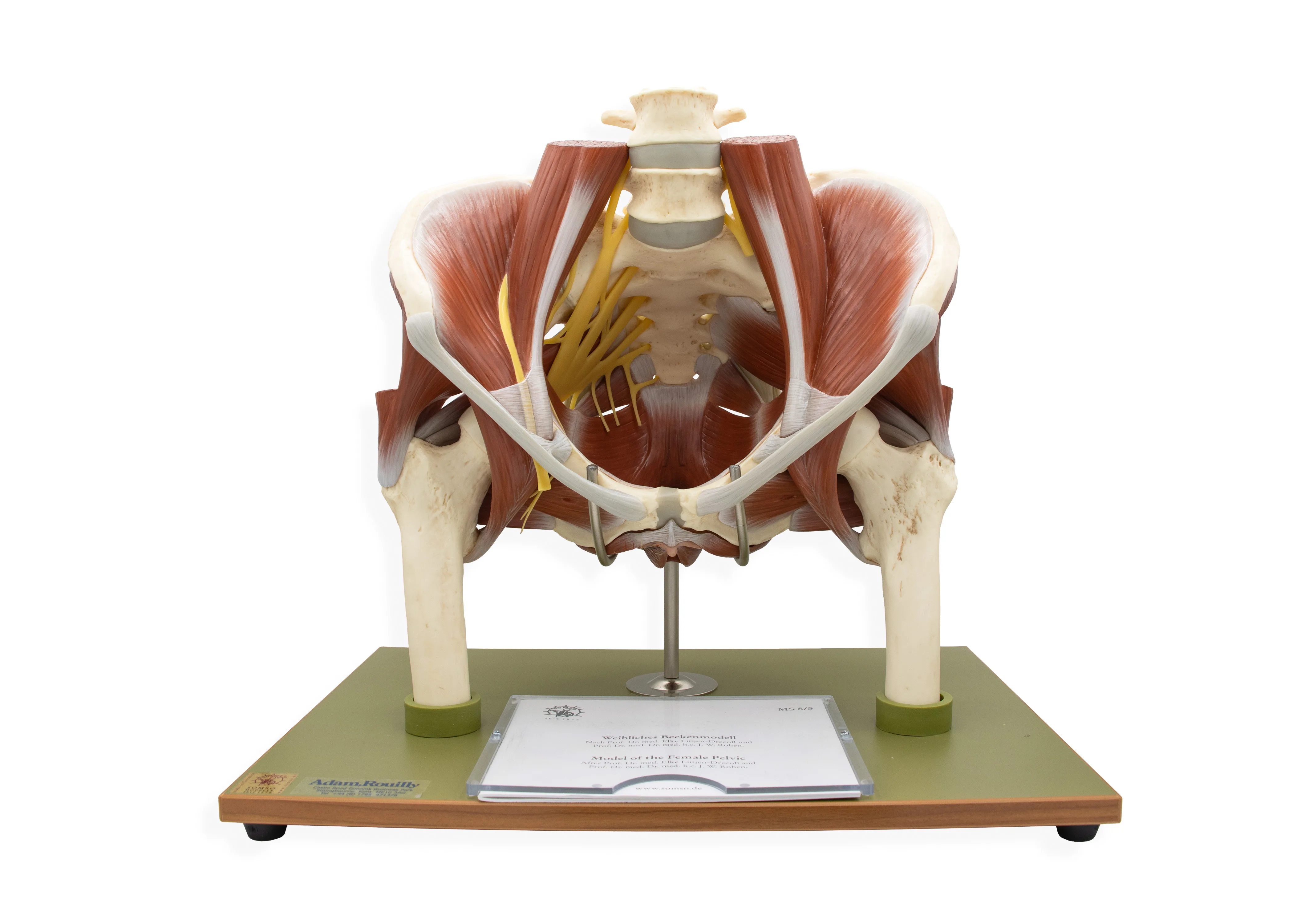 Model of the Female Pelvis without Internal Organs