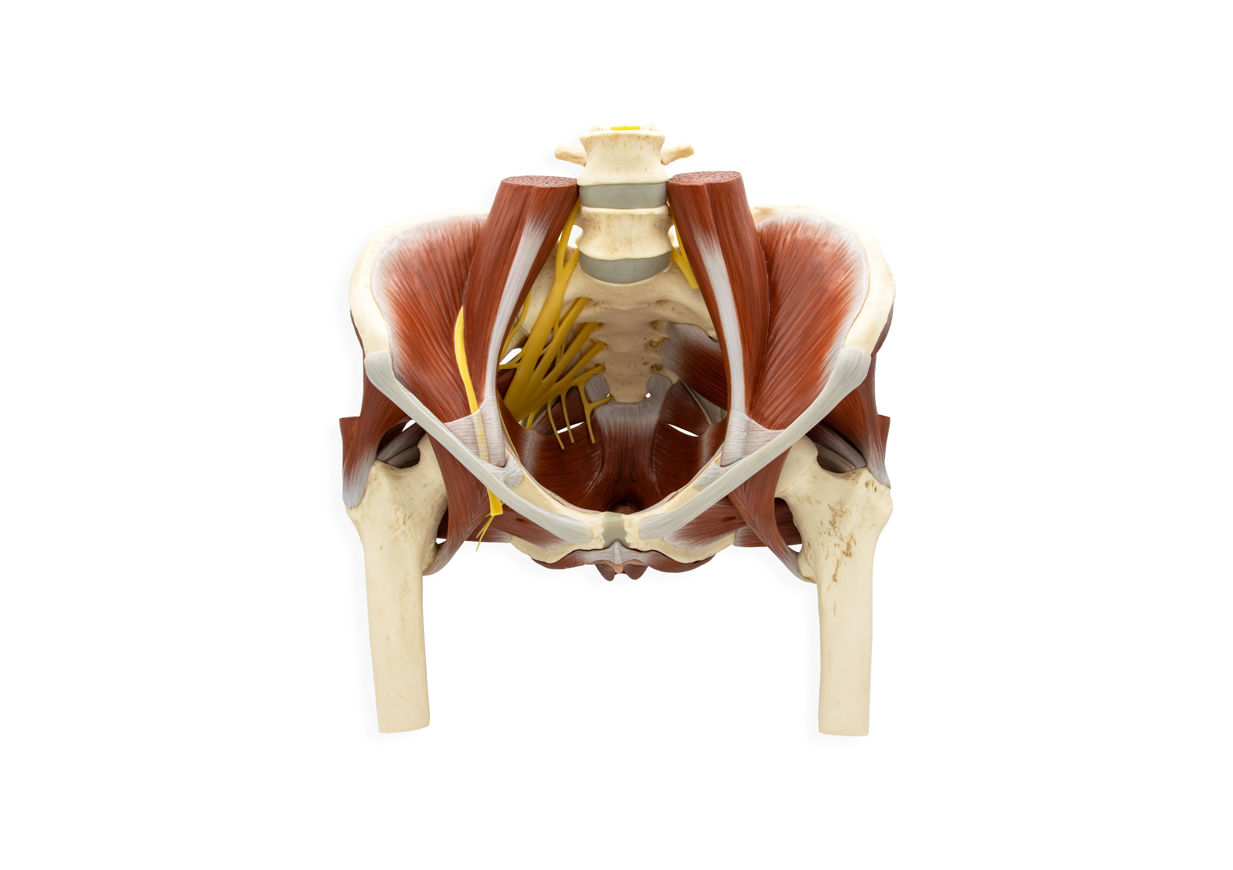 Model of the Female Pelvis without Internal Organs