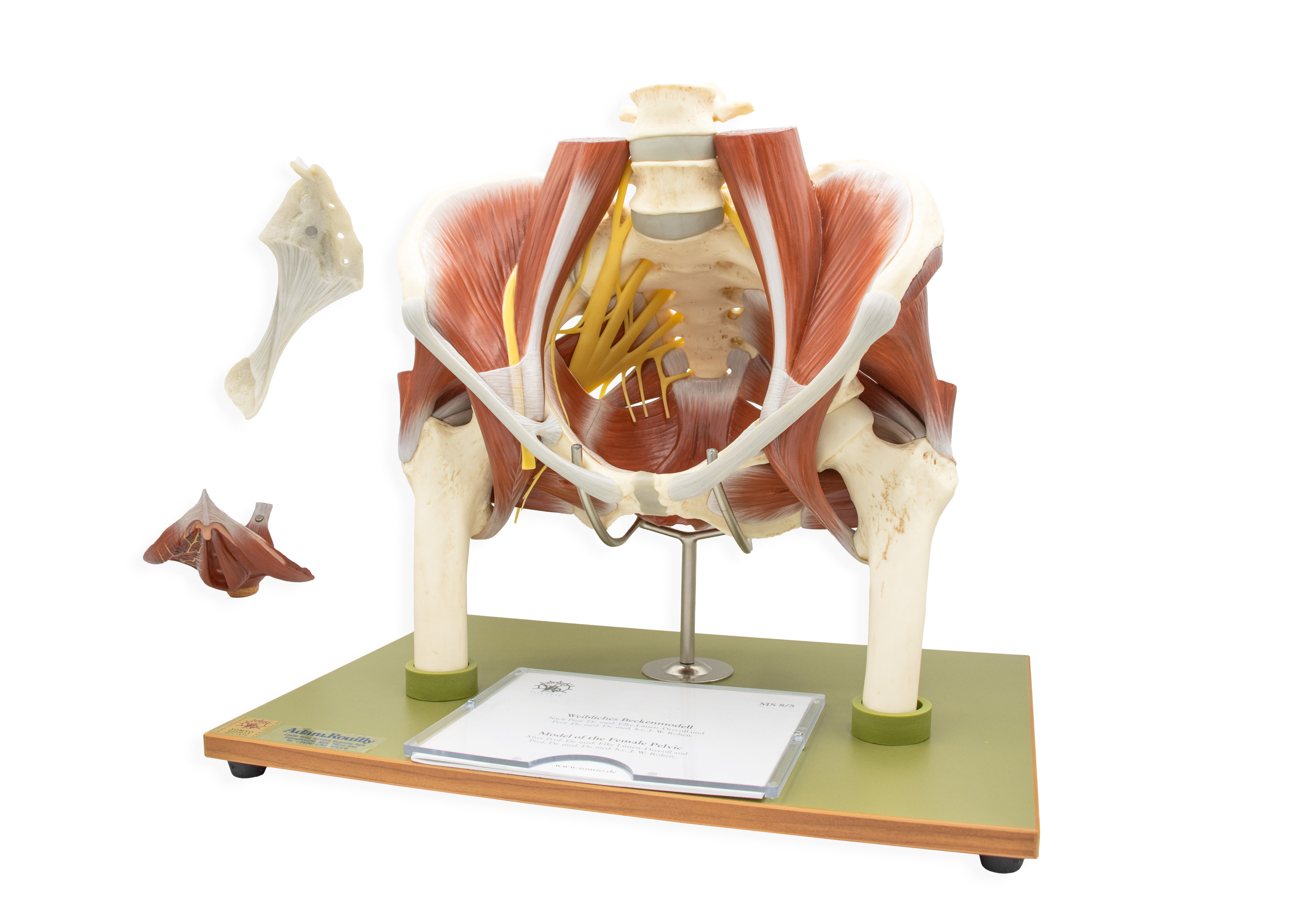 Model of the Female Pelvis without Internal Organs