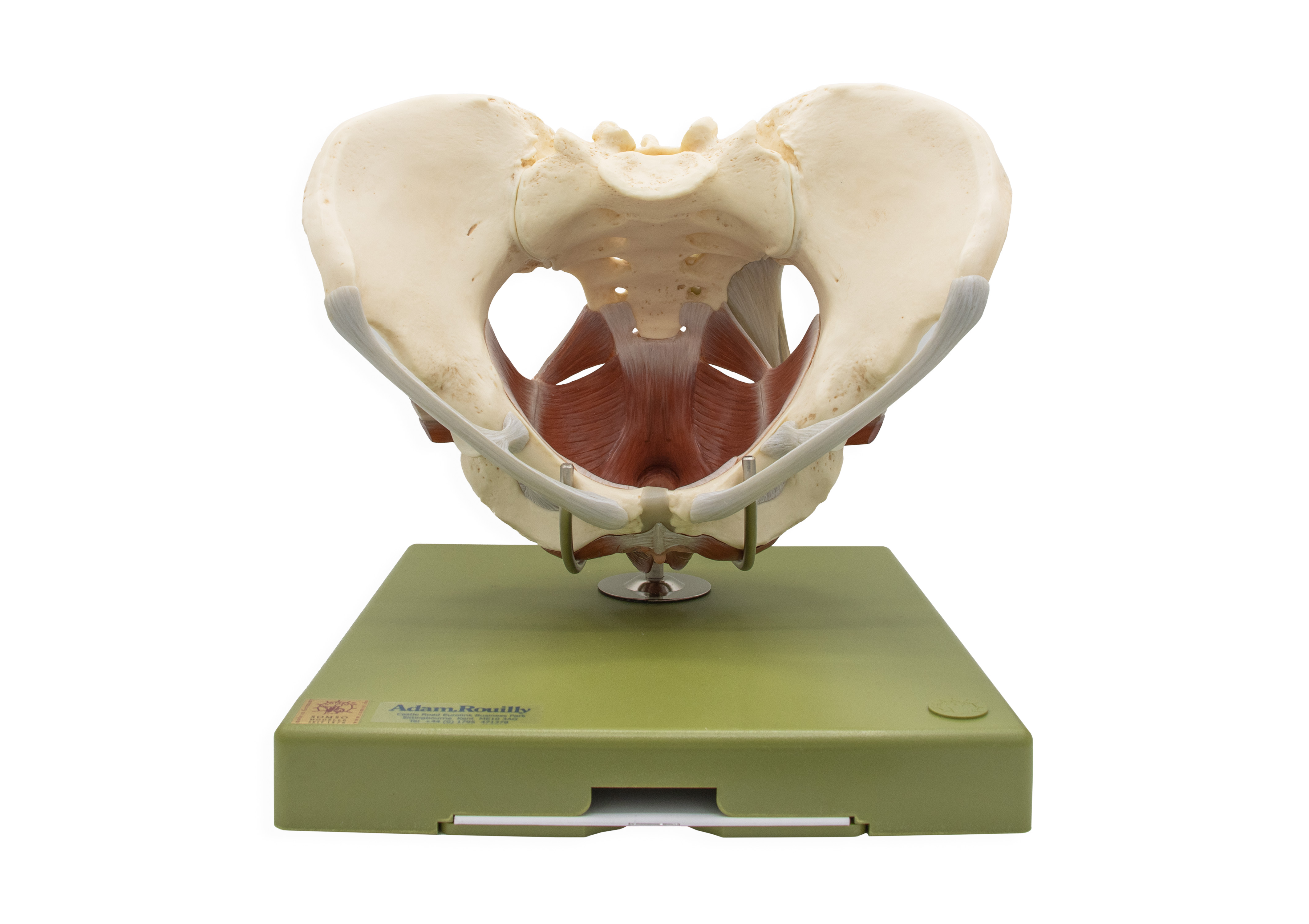 Model of the Female Pelvic Floor