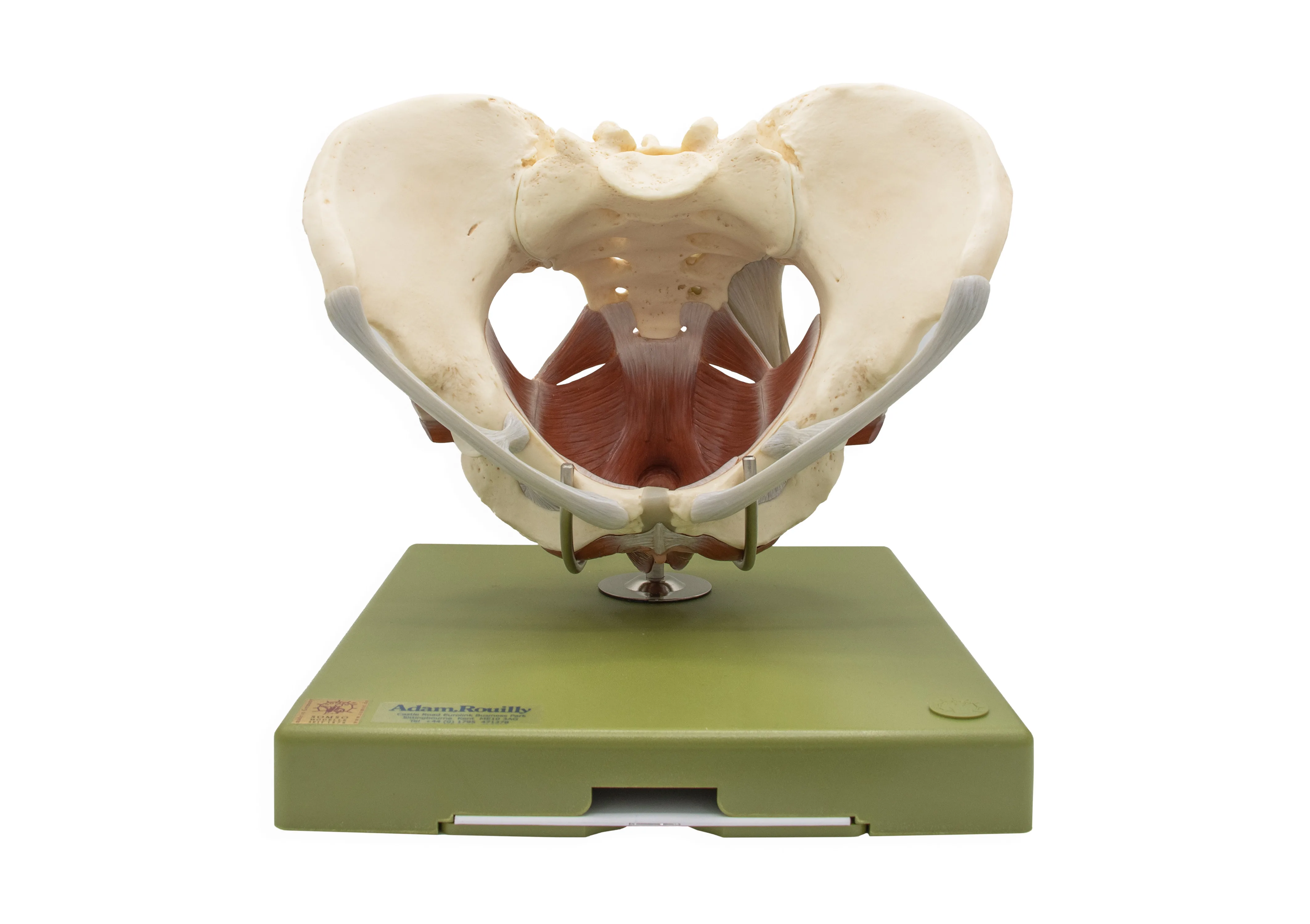 Model of the Female Pelvic Floor