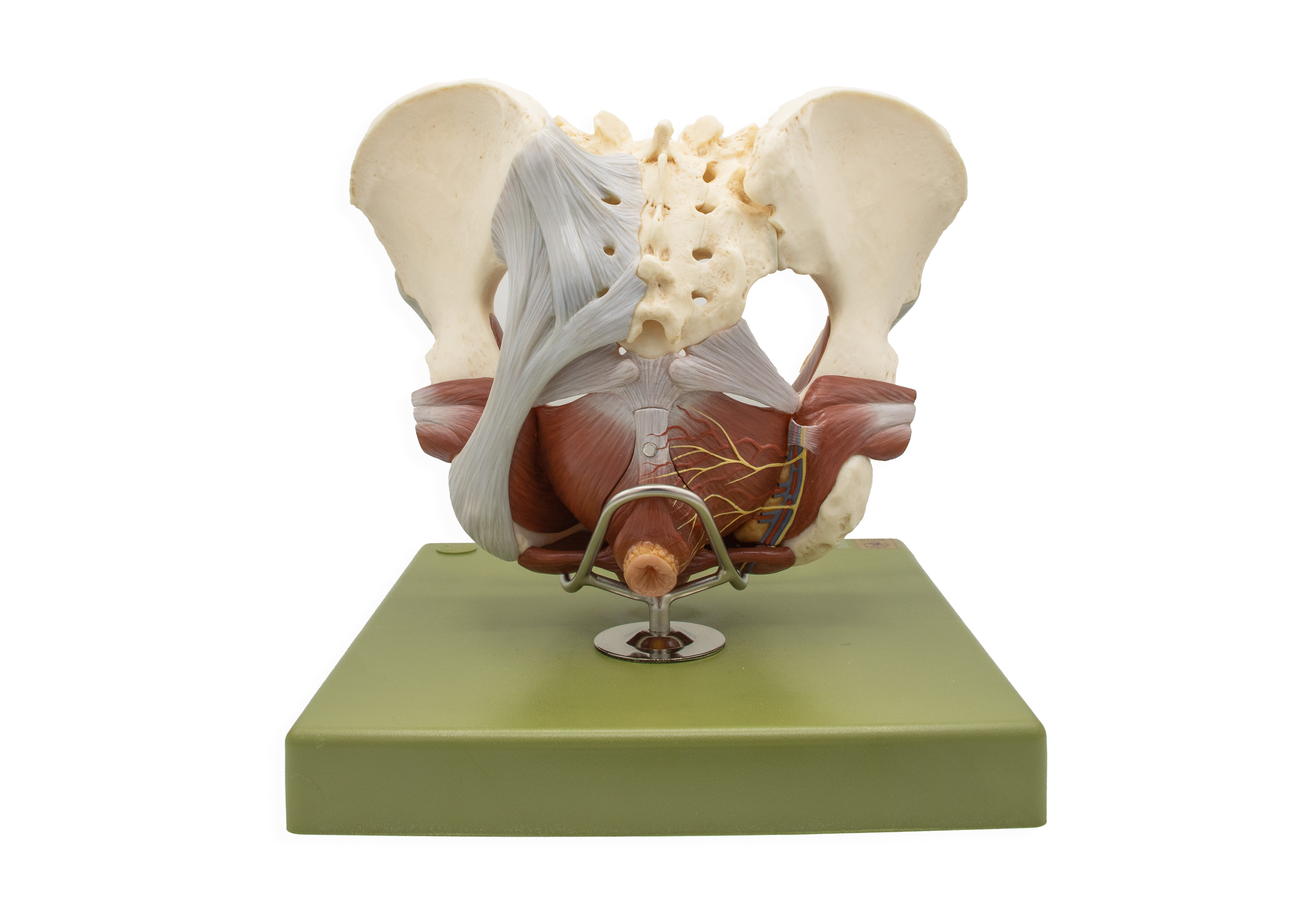 Model of the Female Pelvic Floor