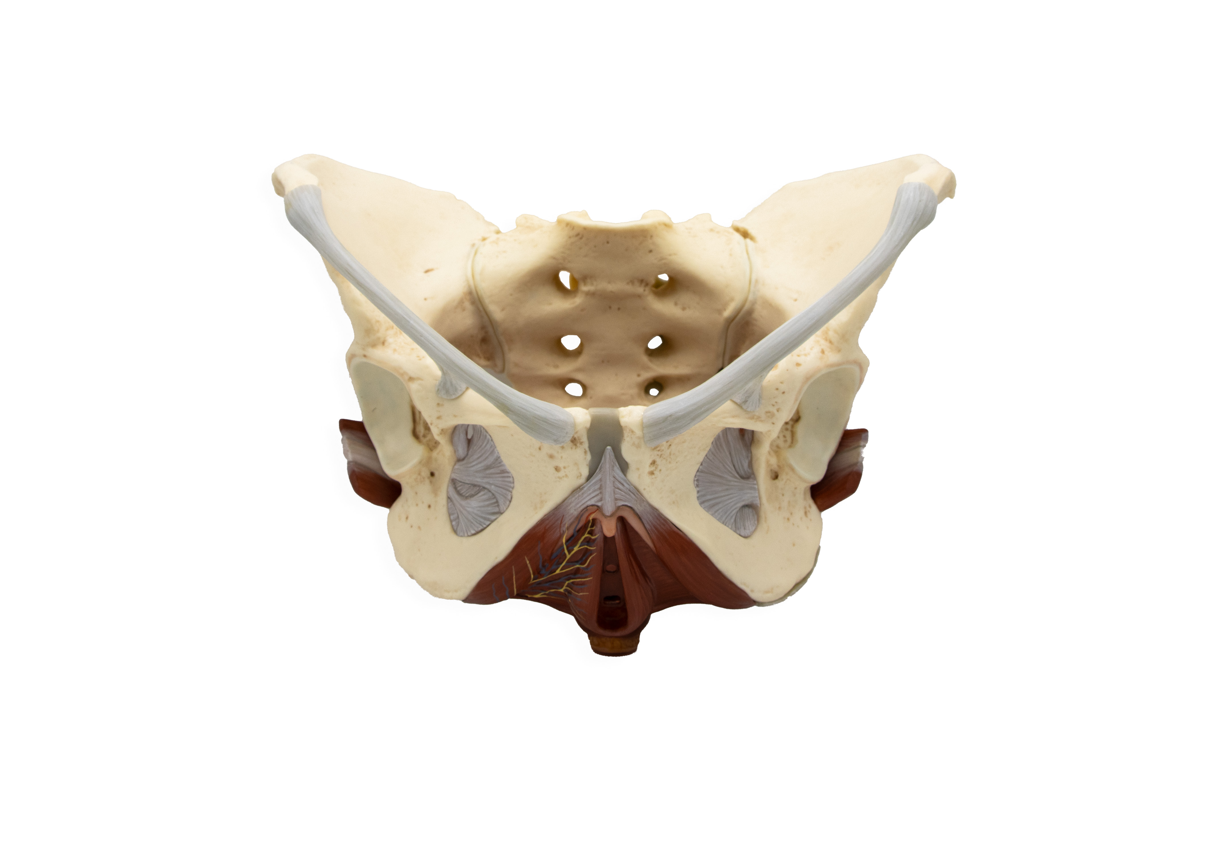 Model of the Female Pelvic Floor