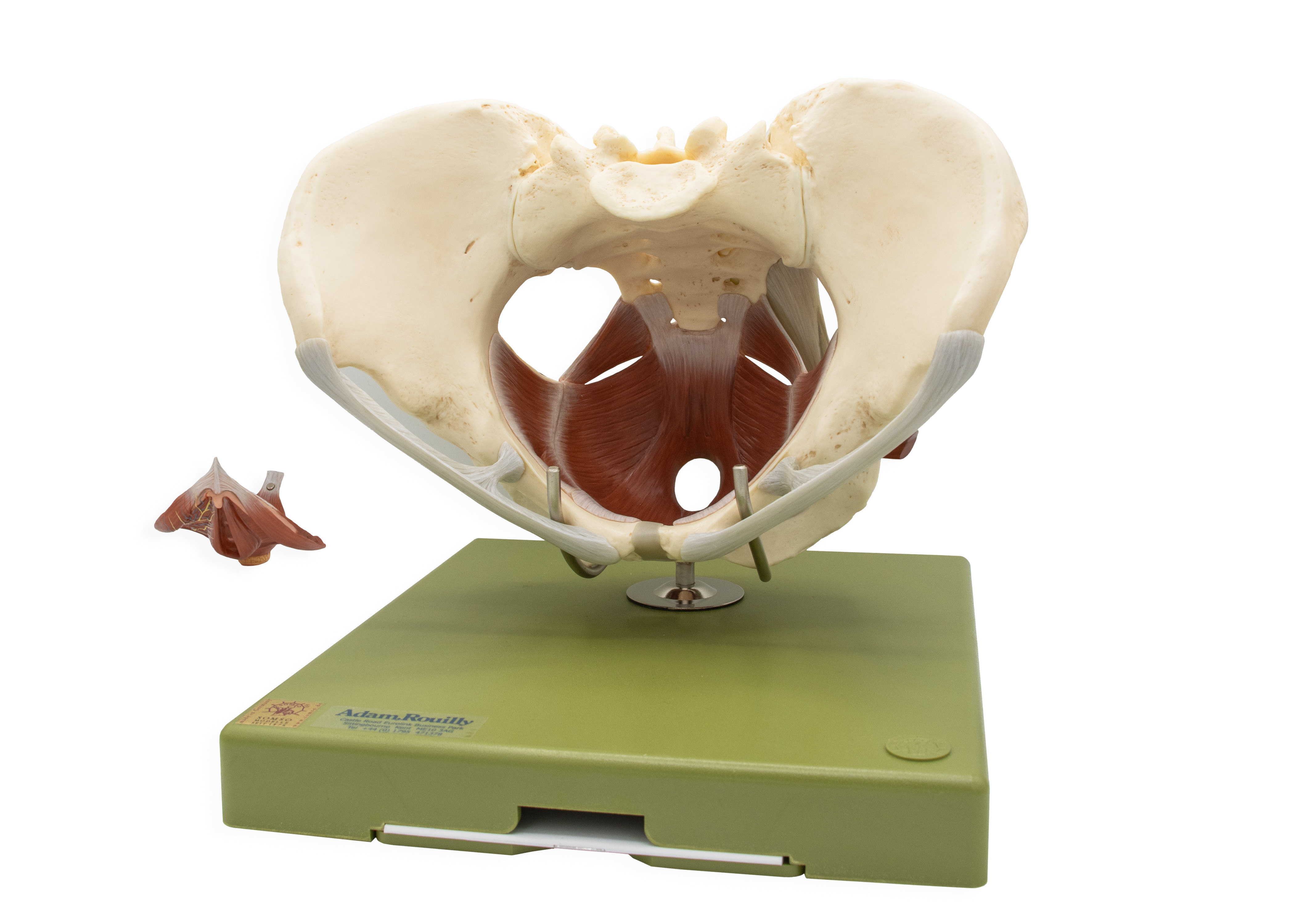 Model of the Female Pelvic Floor