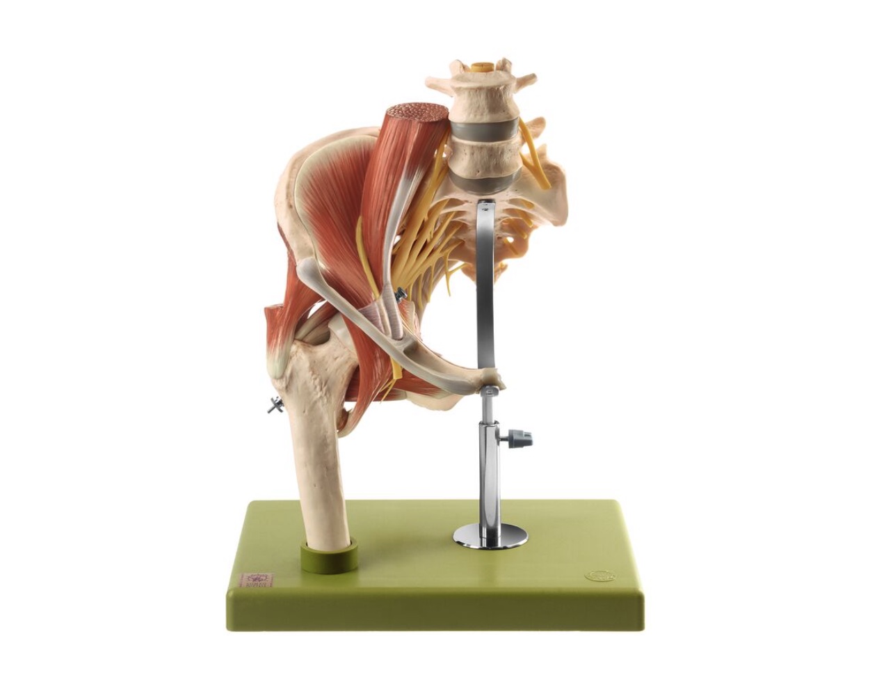 Model of the Right Hip with Muscles and Nerves