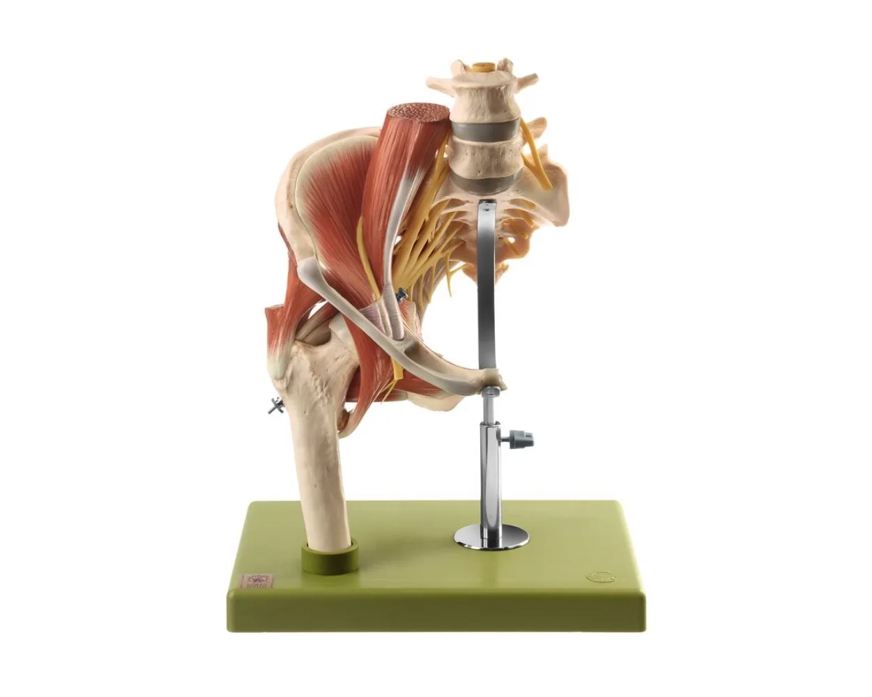 Model of the Right Hip with Muscles and Nerves