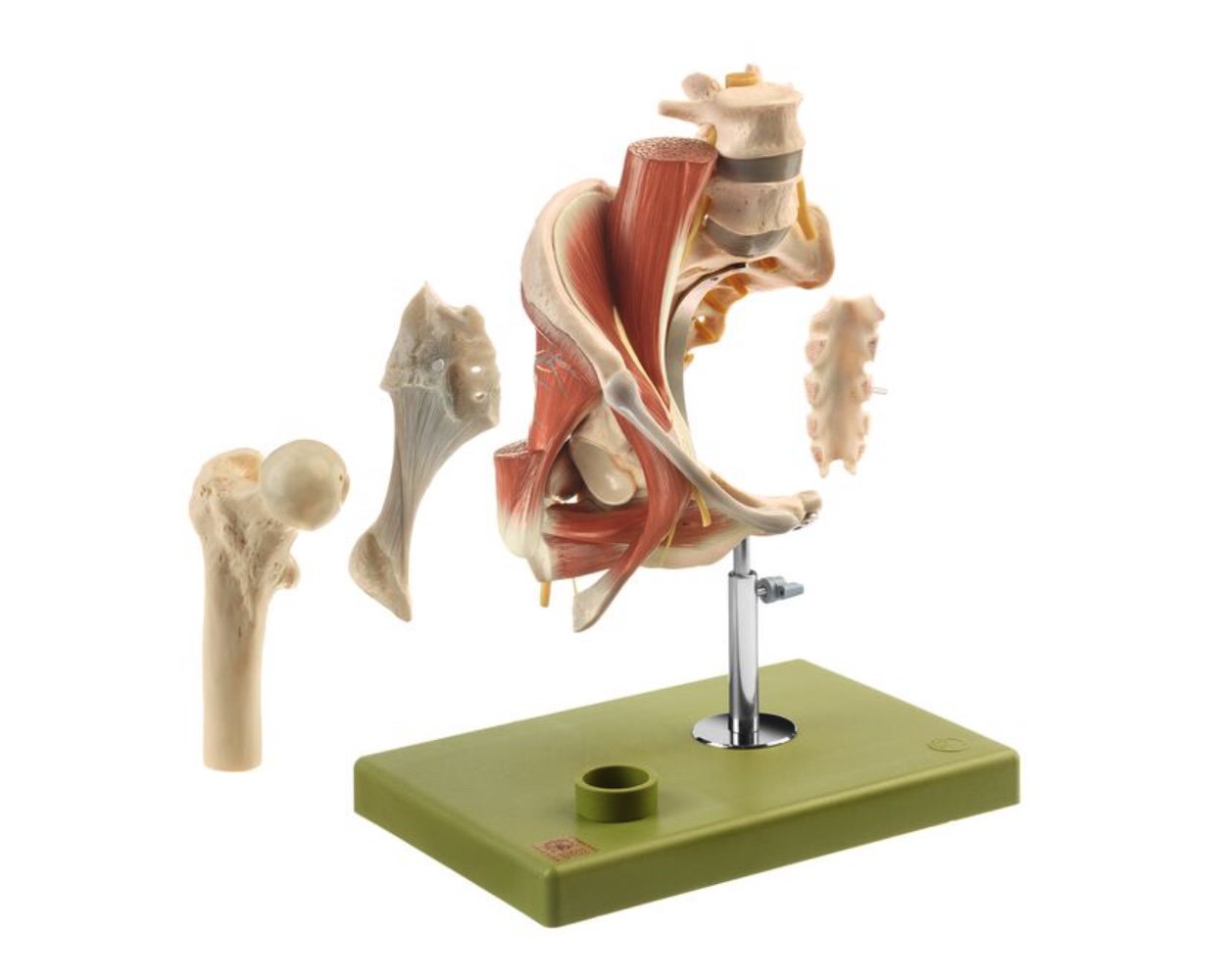 Model of the Right Hip with Muscles and Nerves