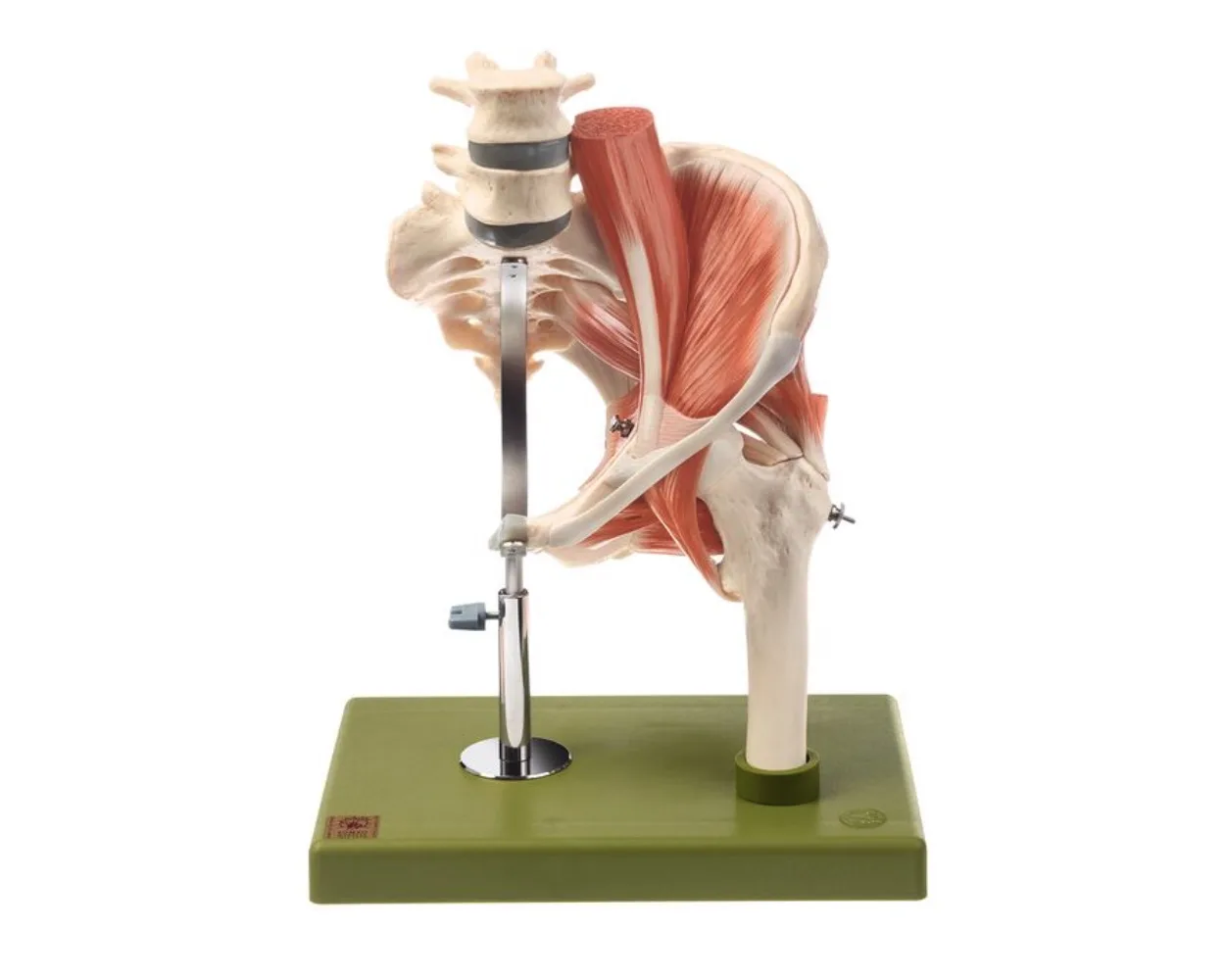 Model of the Left Hip with Muscles