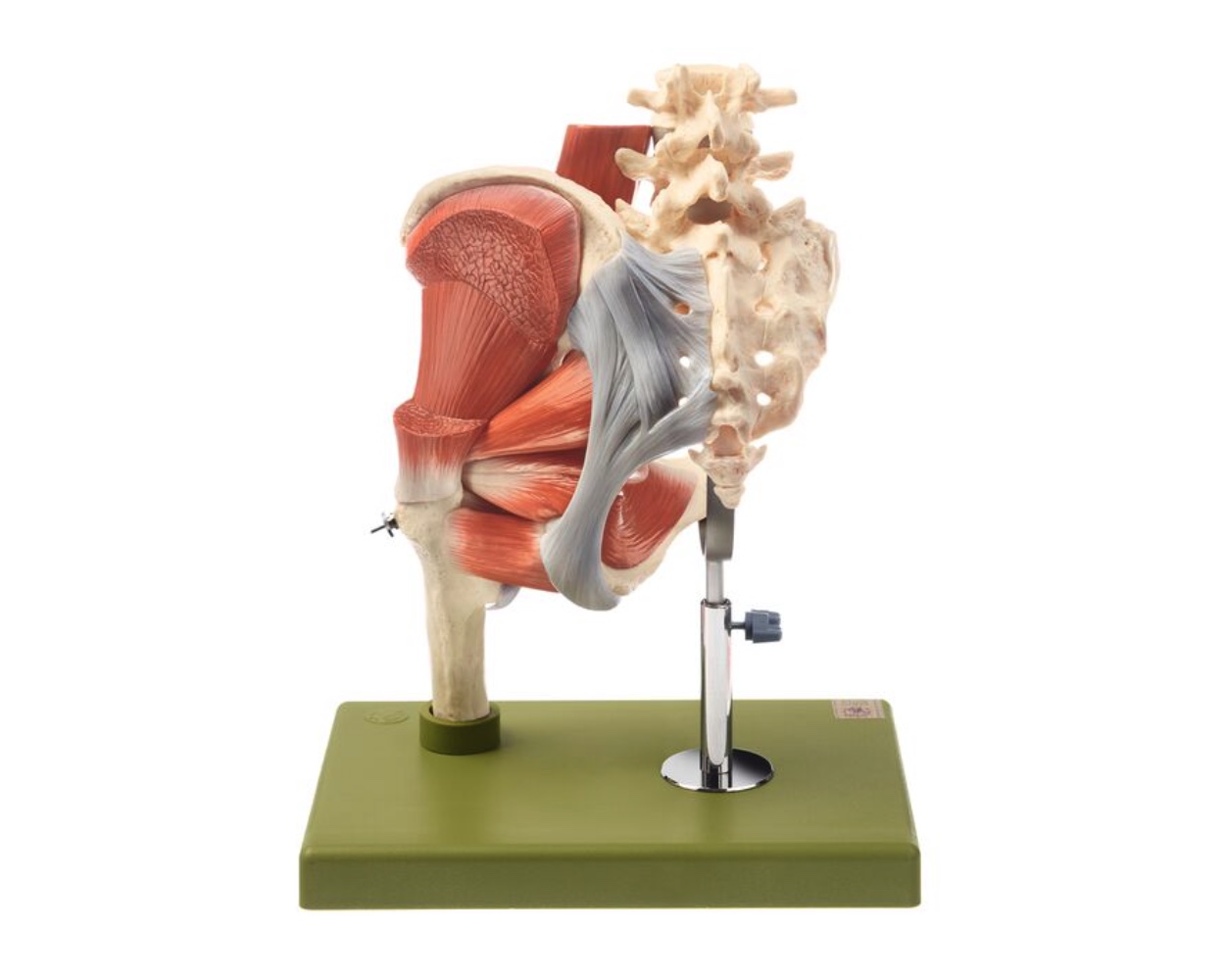 Model of the Left Hip with Muscles