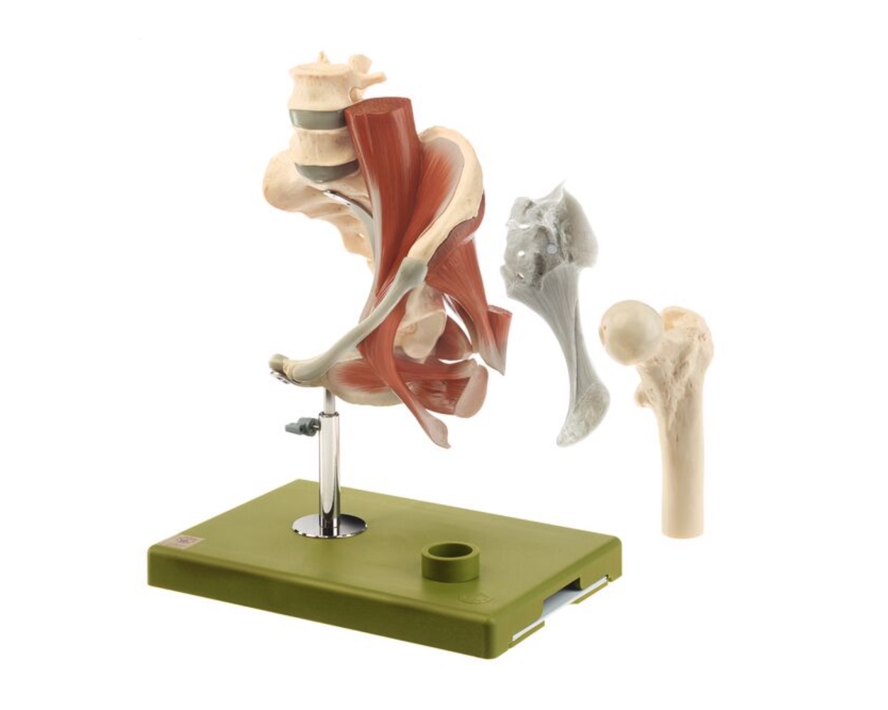 Model of the Left Hip with Muscles