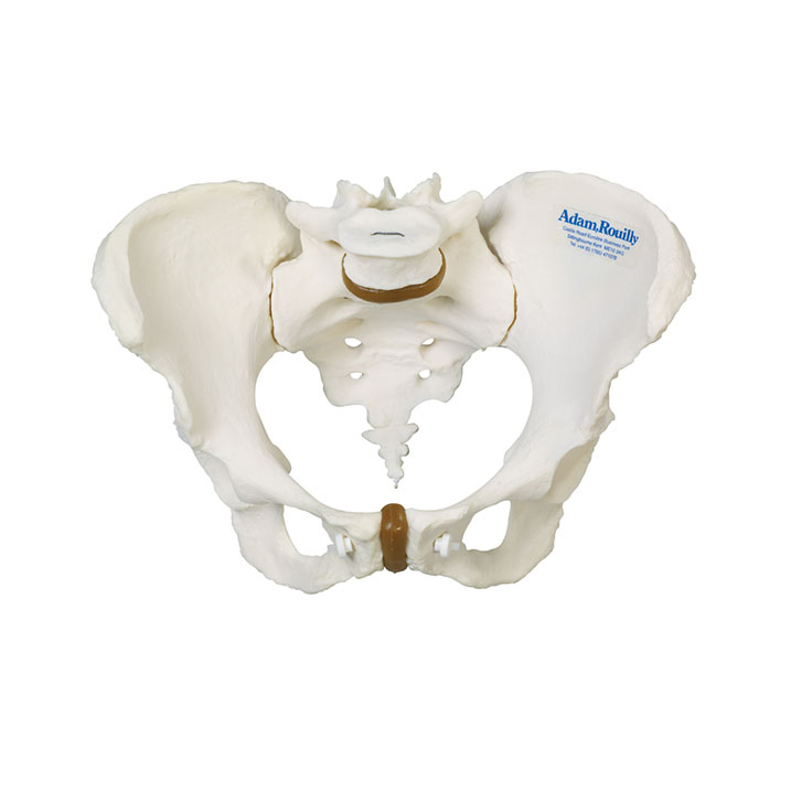 Female Pelvis