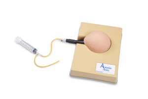 Amnio Abby® - Ultrasound Guided Invasive Procedures Simulator