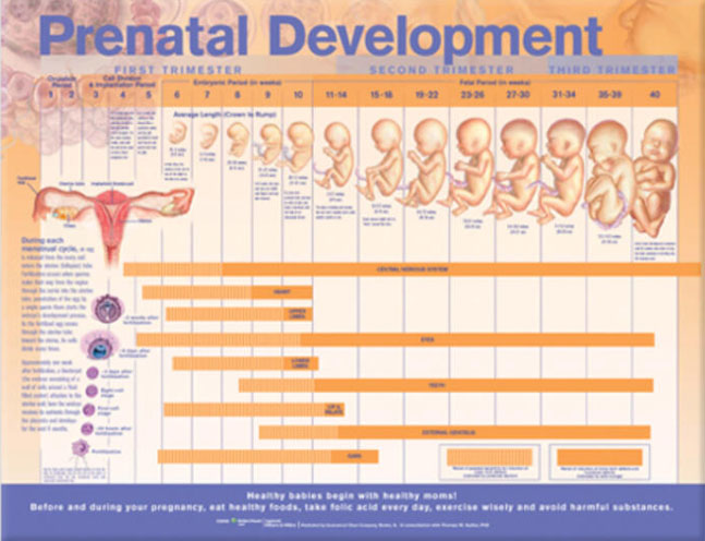 Prenatal Development