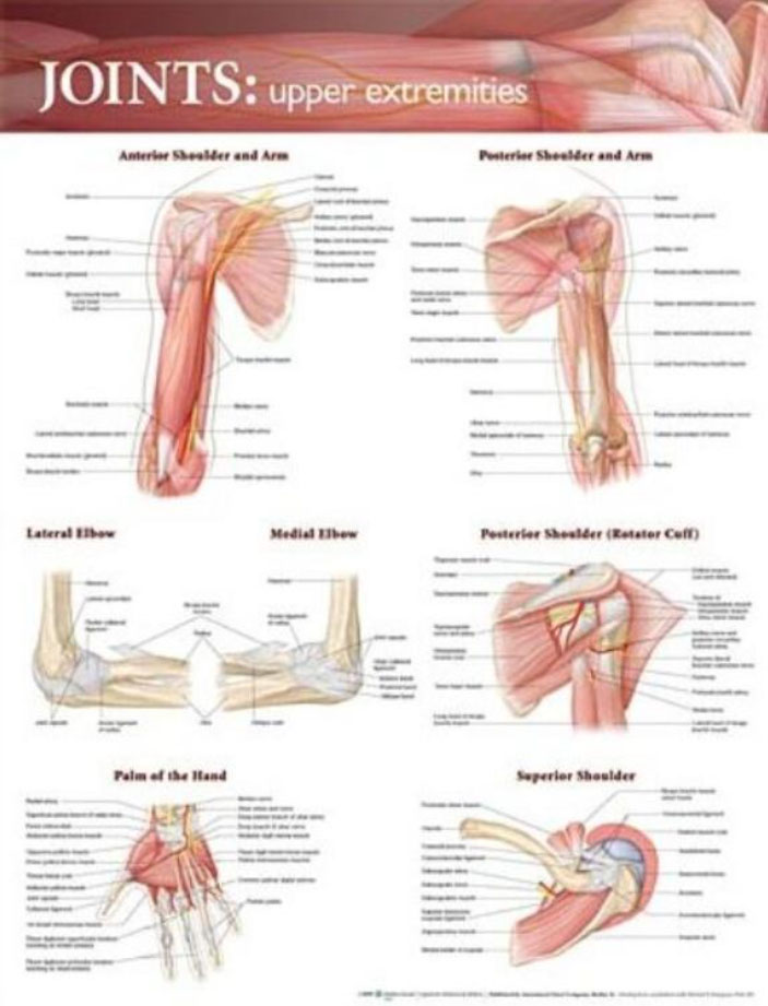 Joints of the Upper Extremities