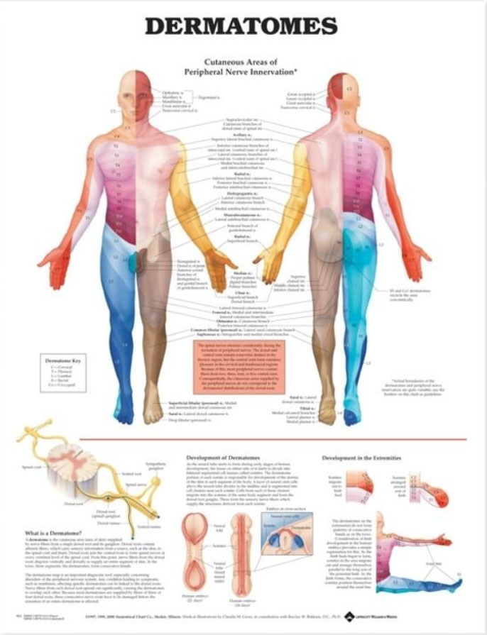 Dermatones Chart