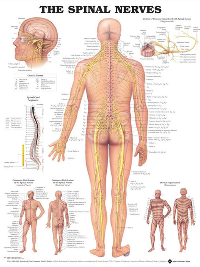 The Spinal Nerves Chart