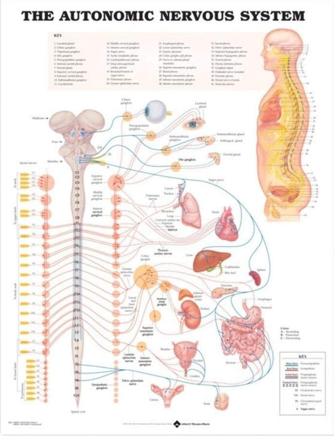 The Autonomic Nervous System Chart