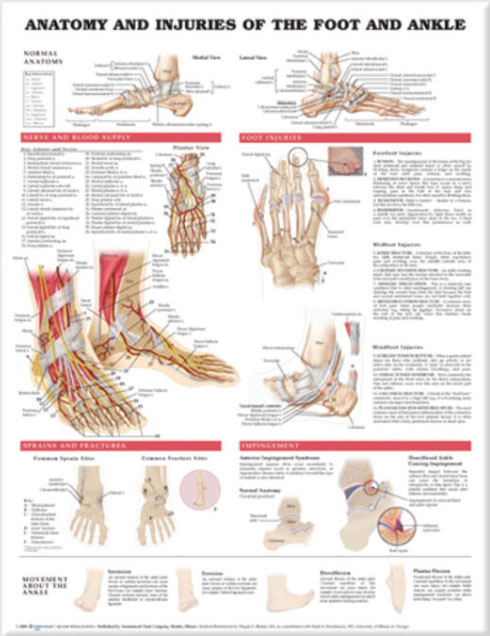 Anatomy and Injuries of the Foot and Ankle Chart