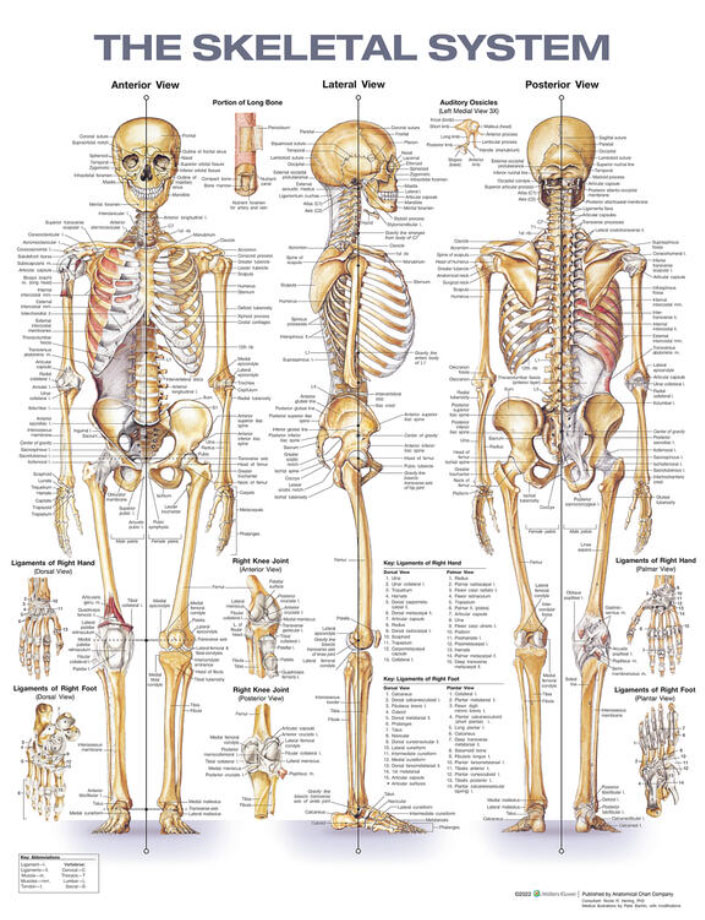 The Skeletal System Chart