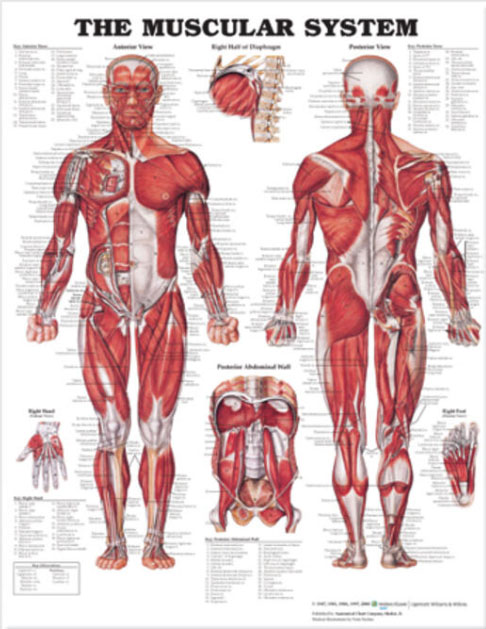 The Muscular System Chart