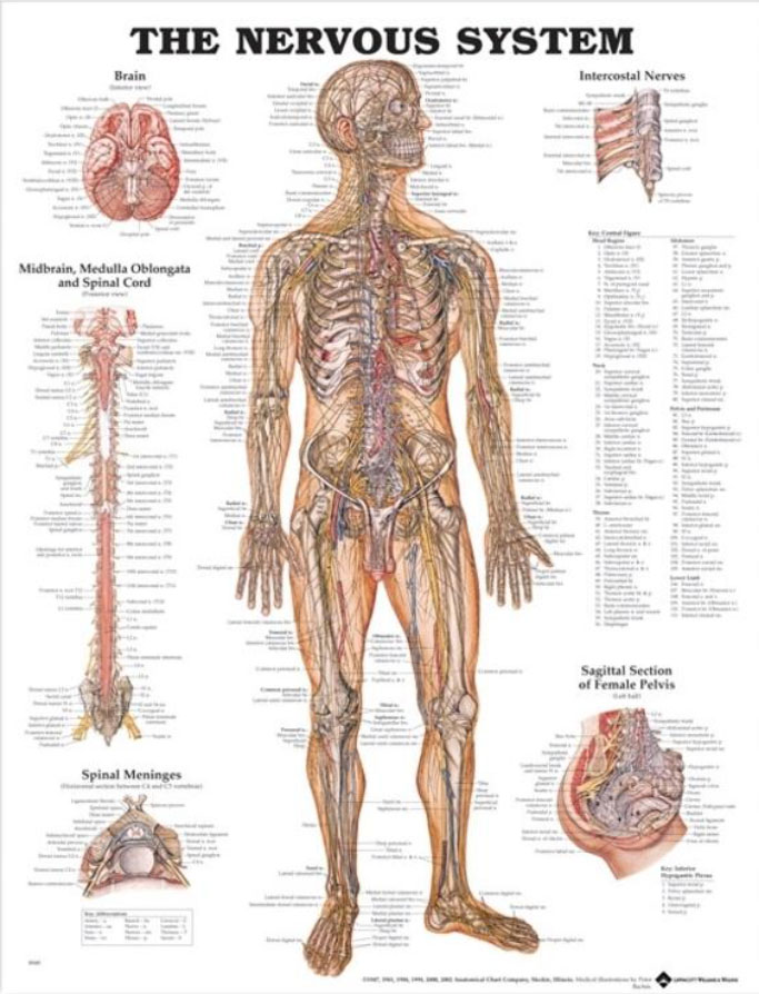 The Nervous System Chart