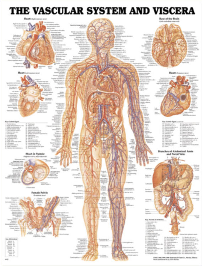 The Vascular System and Viscera Chart
