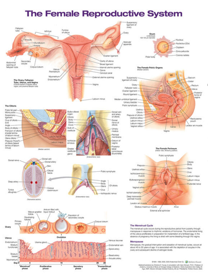 Female Reproductive System Chart