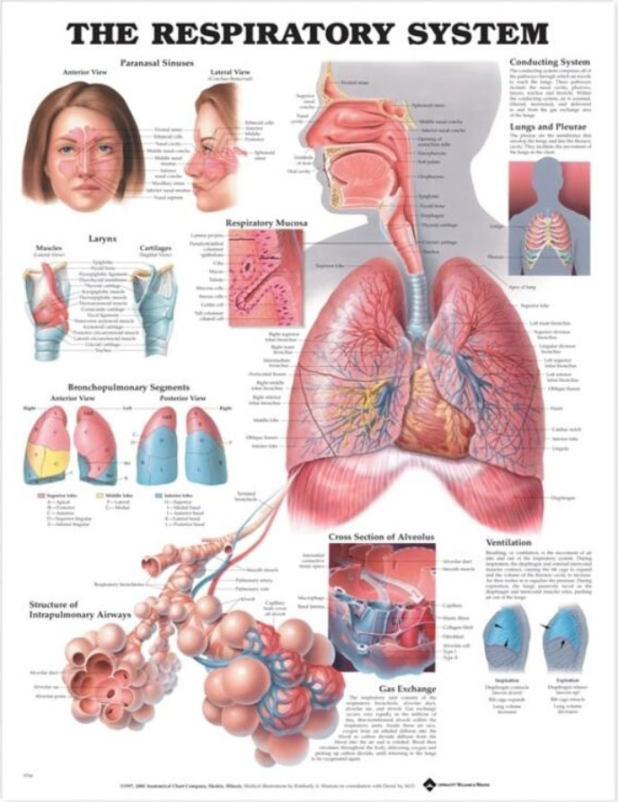 The Respiratory System Chart