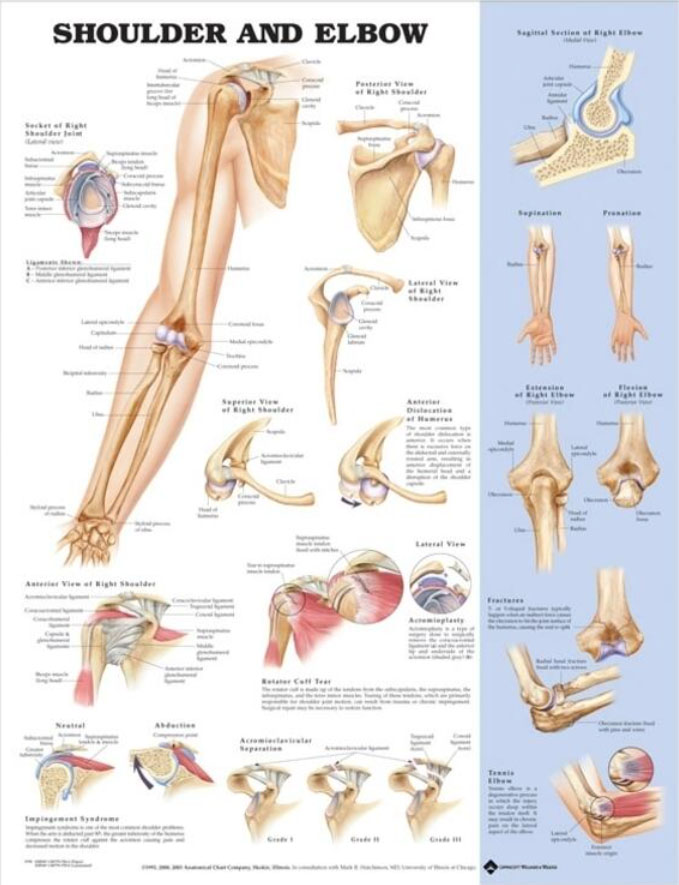 Shoulder and Elbow Chart