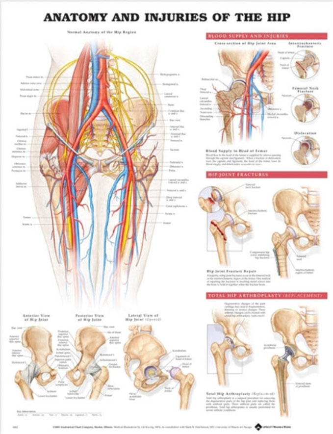 Anatomy and Injuries of the Hip Chart
