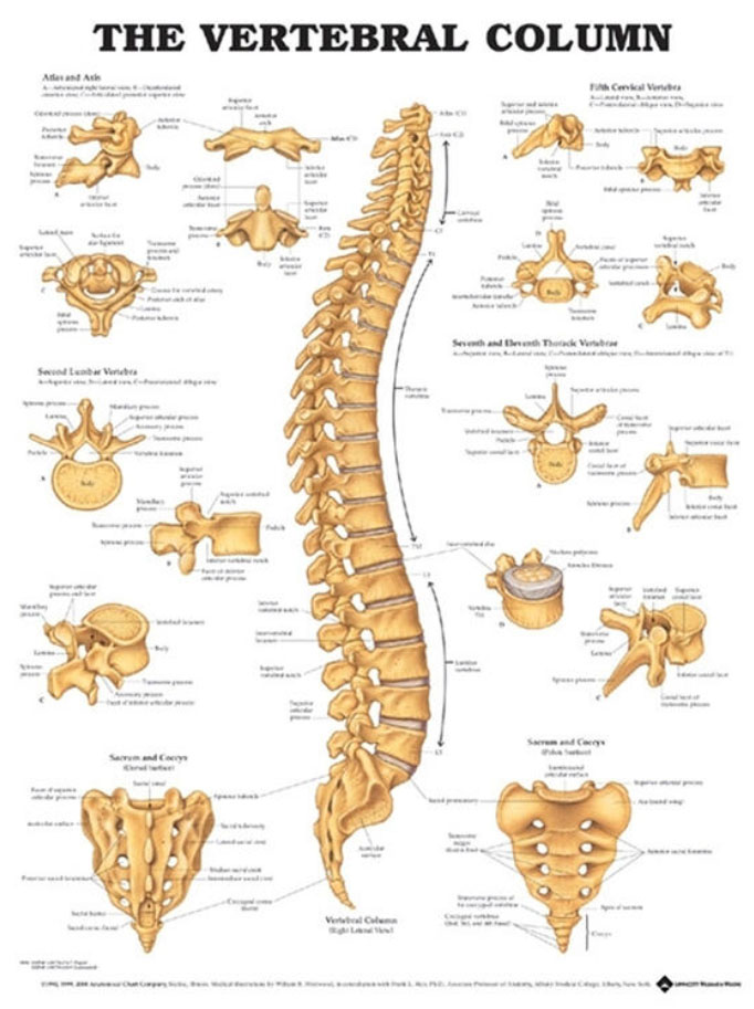 The Vertebral Column Chart