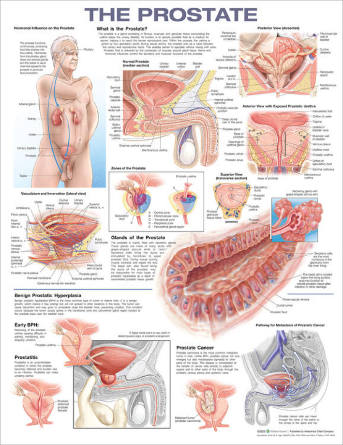 The Prostate Chart