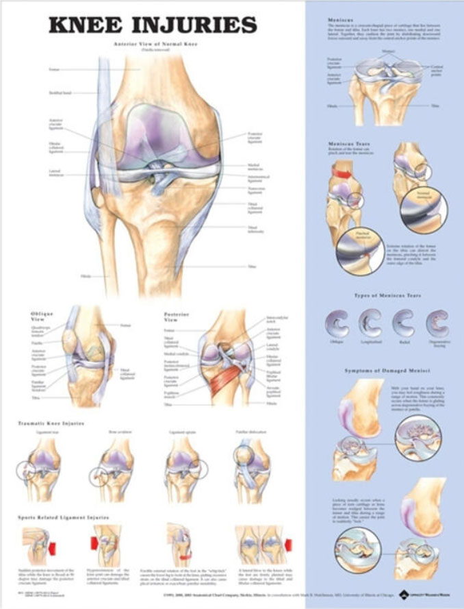 Knee Injuries Chart