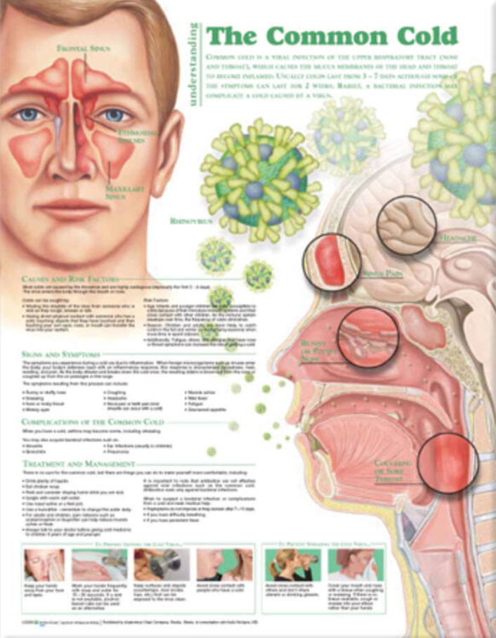 Understanding the Common Cold Chart
