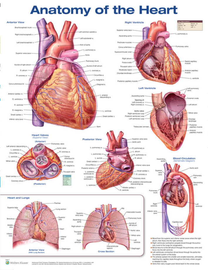 Anatomy of the Heart Chart