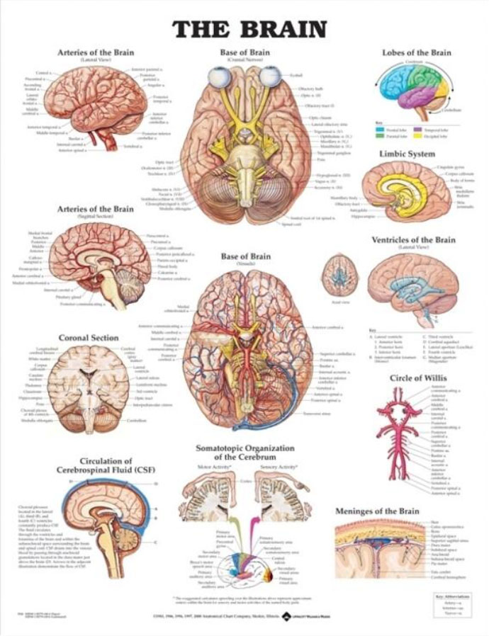 The Brain Chart